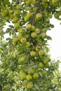 A branch with a large crop of lemon apples.